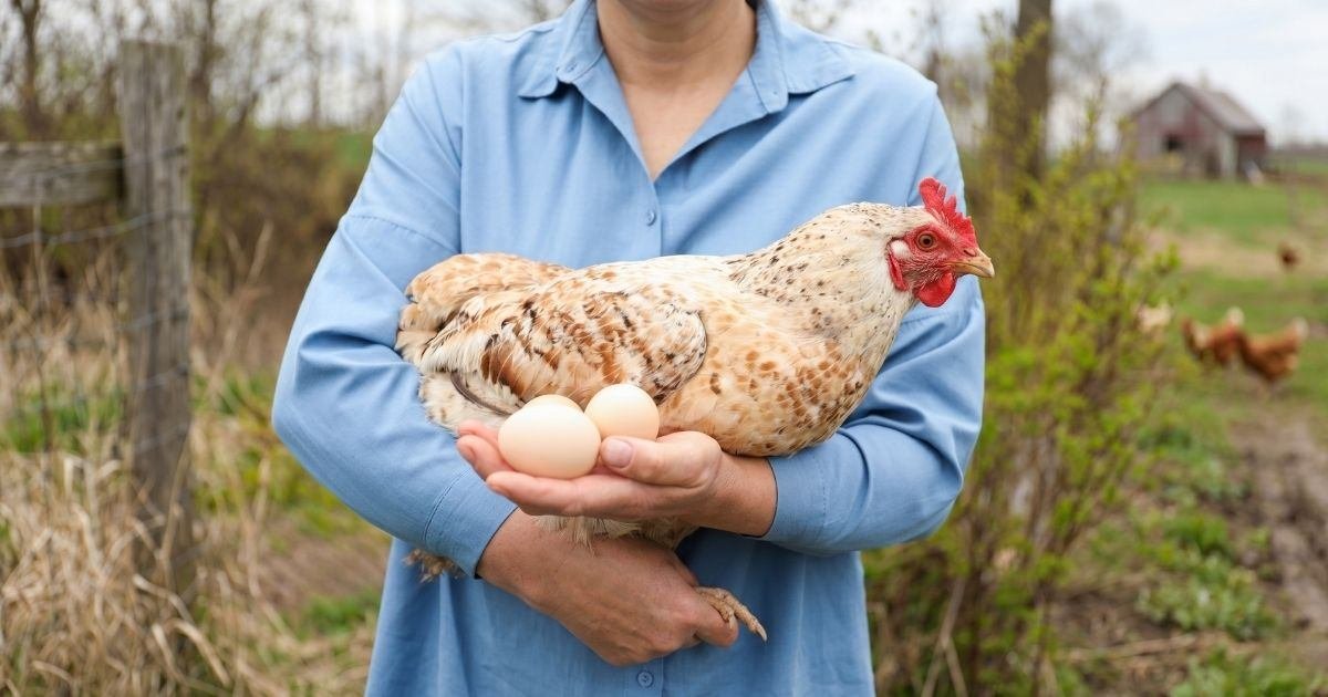 Ultimate Chicken Keeper Guide Review